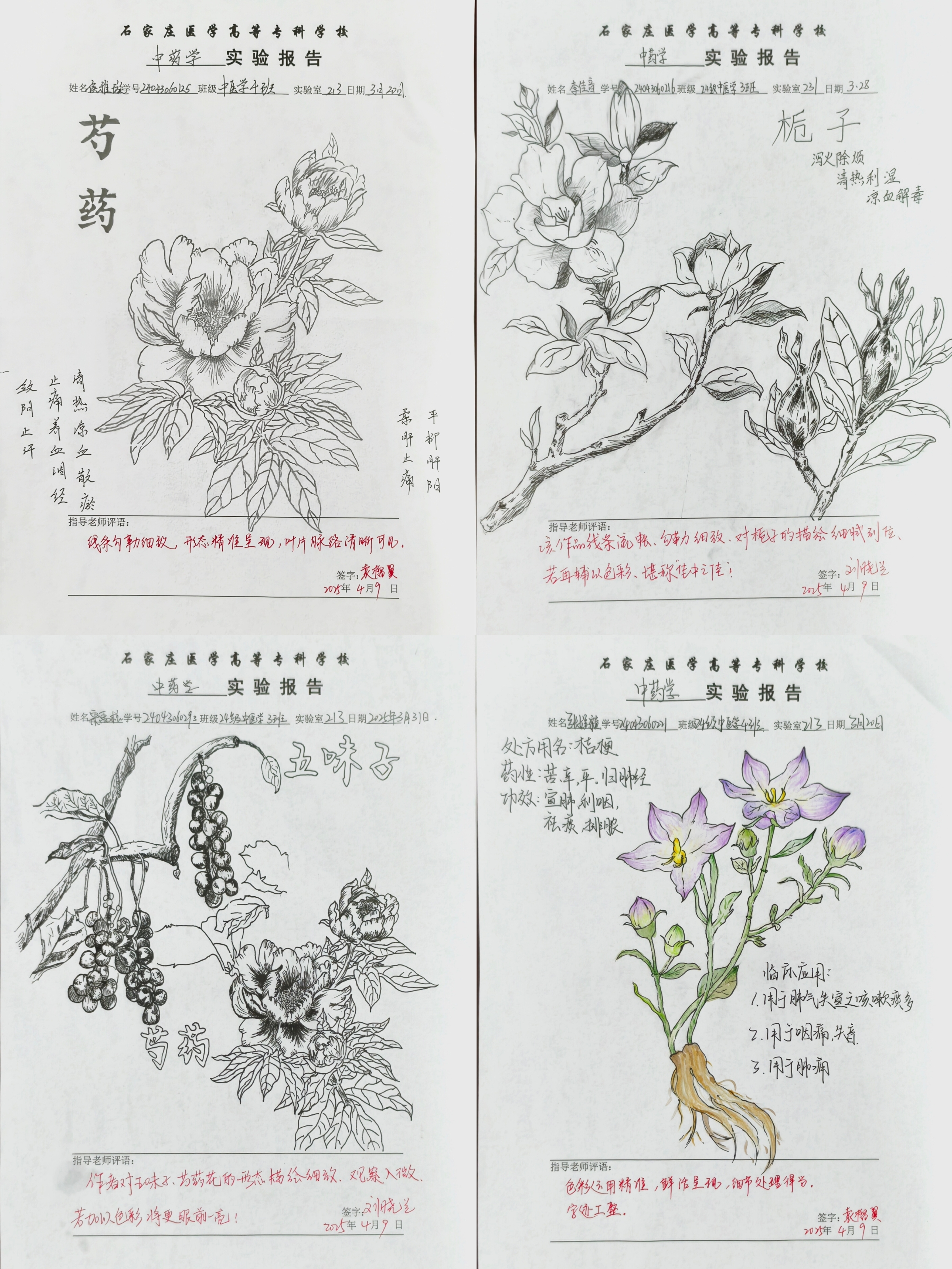 以笔传药韵  以画承匠心2.jpg