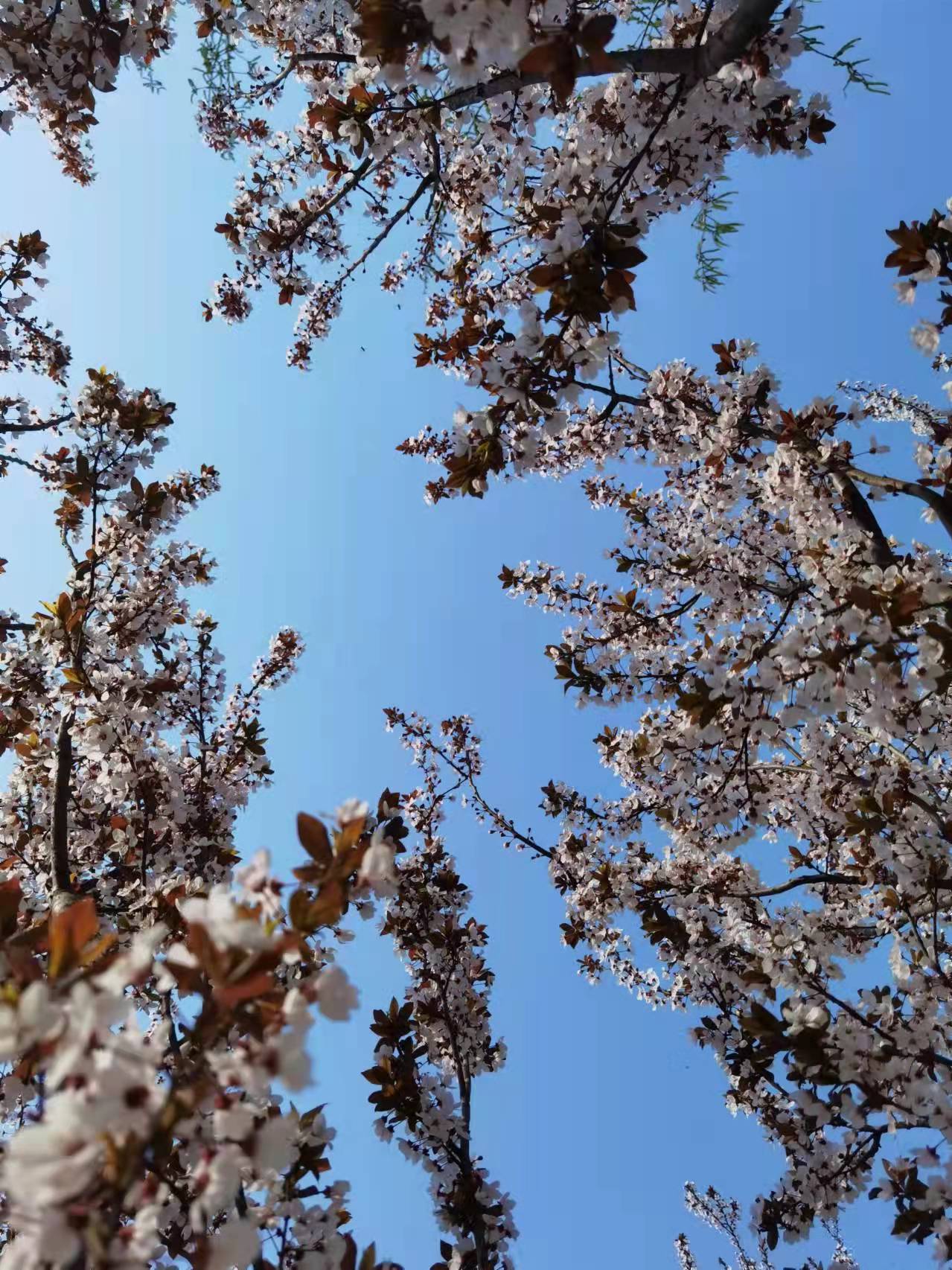 03《仰首是春》 团委杨威.jpg